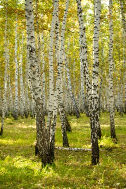 Sarı huş ağacı orman, geç sonbahar doğa manzara