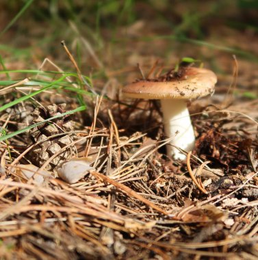 mantar orman doğa, manzara