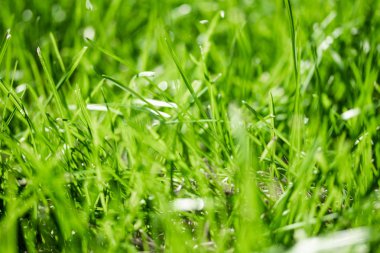 bulanık bokeh arka planı yeşil çimen