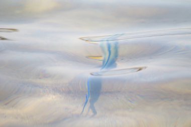 resif balık üstten görünüm su tarafından defocused,