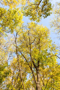 ağaç görünümünü aşağıdan gökyüzüne sonbahar manzara bırakır