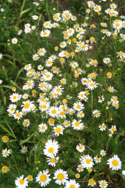 papatya çiçeği doğa alanı