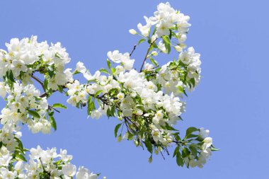 beyaz çiçekler apple yakın çekim doğa manzara