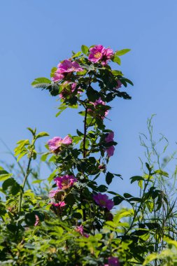 vahşi rose hips manzara yakın çekim