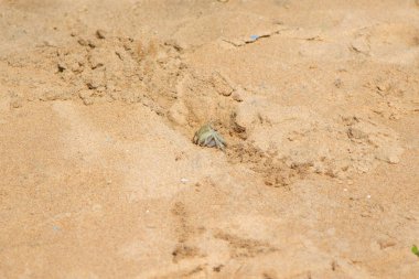 burrows kum üzerinde kum yengeç