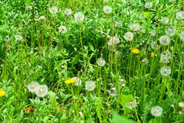 manzara, sarı karahindiba çiçek yeşil çim bahar