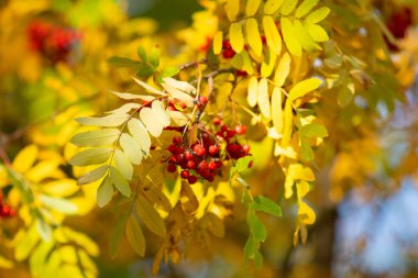 bir ağacın rowanberry kartopu sonbaharın kırmızı meyveler