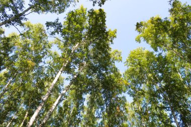 orman manzaralı aşağıdan gökyüzüne huş ağacı
