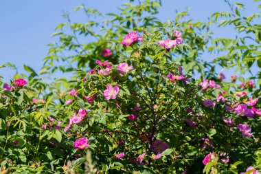 vahşi rose hips manzara yakın çekim