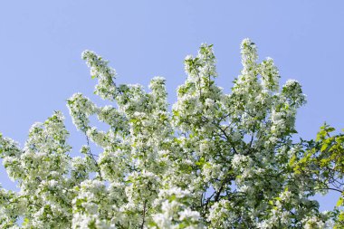 elma ağacı çiçek Peyzaj doğal