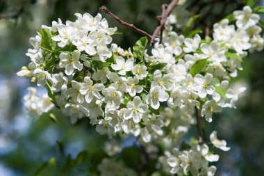 elma ağacı çiçek Peyzaj doğal