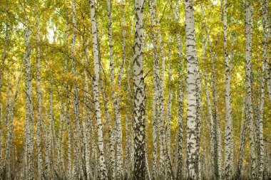 Sarı huş ağacı orman, geç sonbahar doğa manzara