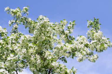 elma ağacı çiçek Peyzaj doğal