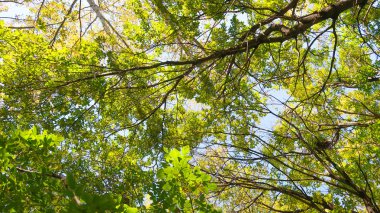 ağaç görünümünü aşağıdan gökyüzüne sonbahar manzara bırakır