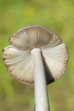 Ormana yakın çekim içinde mantar