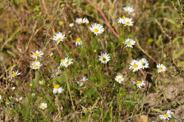papatya çiçeği peyzaj alanı