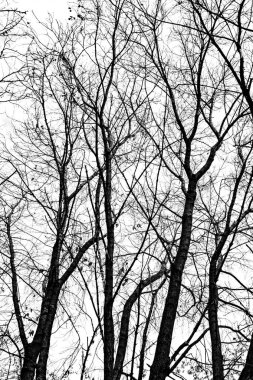 Beyaz arkaplanda ağaç dalları silueti