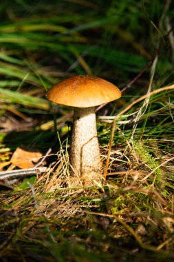 mantar orman doğa, manzara