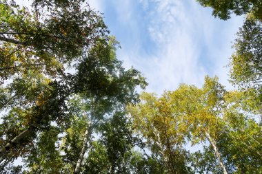 huş ağacı orman manzaralı gökyüzüne Sonbahar Doğa