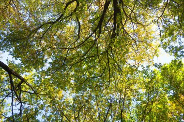 ağaç görünümünü aşağıdan gökyüzüne sonbahar manzara bırakır