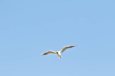 kuşlar martılar mavi gökyüzü ve beyaz bulutlar gün