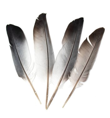 Beyaz bir arka planda gri güvercin tüyü