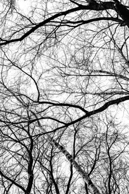 Beyaz arkaplanda ağaç dalları silueti