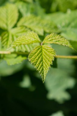 portre genç yeşil ahududu yaprakları