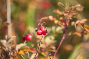 Kuru maydanoz çiçekler doğaya