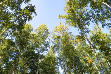 orman manzaralı aşağıdan gökyüzüne huş ağacı