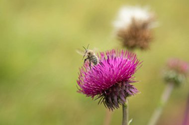 Thistle çiçek closeup doğa