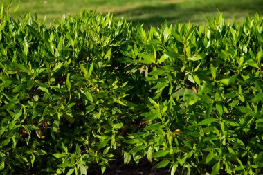 yeşil çit arka plan çay yaprakları.