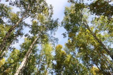 huş ağacı orman manzaralı gökyüzüne Sonbahar Doğa
