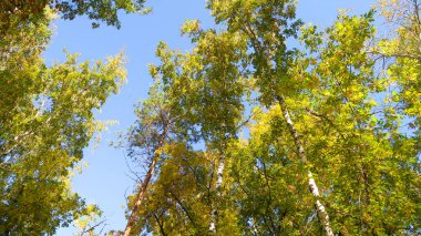 ağaç görünümünü aşağıdan gökyüzüne sonbahar manzara bırakır