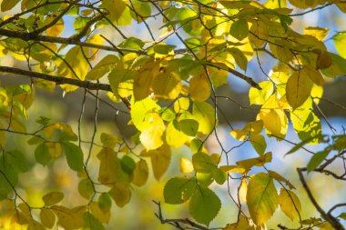yakın çekim manzara sonbahar sarı ve yeşil yaprak