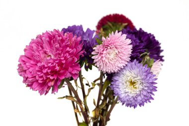 Beyaz arka plan üzerinde izole aster çiçekler