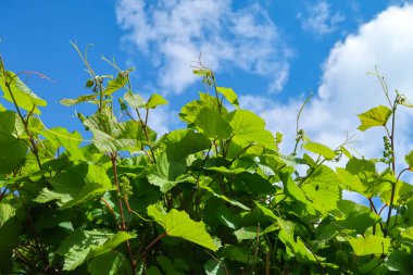 üzüm yaprakları gökyüzüne karşı sürgünler