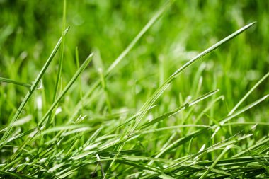 bulanık bokeh arka planı yeşil çimen