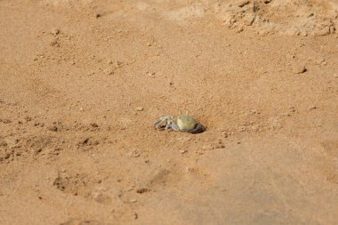 burrows kum üzerinde kum yengeç