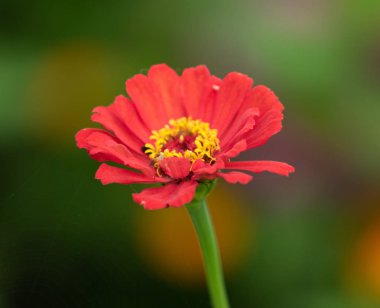 Kırmızı çiçek, yakın plan.