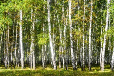 Sarı huş ağacı orman, geç sonbahar doğa manzara