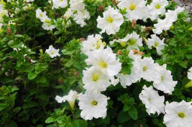 parlak çiçekler doğaya yakın çekim