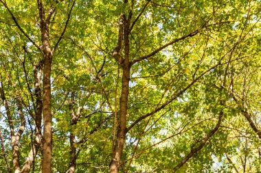 ağaç görünümünü aşağıdan gökyüzüne sonbahar manzara bırakır