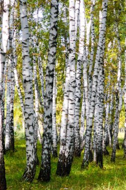Sarı huş ağacı orman, geç sonbahar doğa manzara