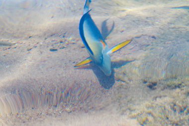 resif balık üstten görünüm su tarafından defocused,