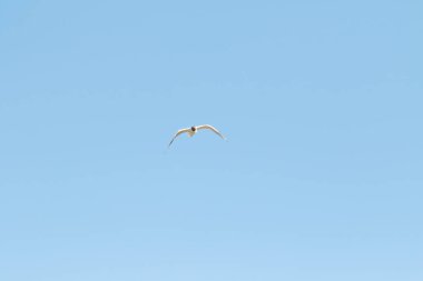 kuşlar martılar mavi gökyüzü ve beyaz bulutlar gün