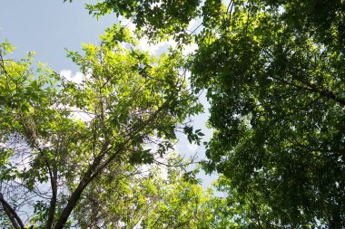 Aşağıdan yeşil orman bahar bakış bulutlar içine