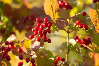 meyve ağacı niteliğine kartopu