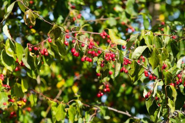 beyaz vahşi küçük meyveler üzerinde kırmızı elmalar