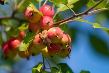 ağaç üzerinde olgunlaşmış küçük elma